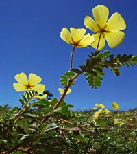 Tribulus Image